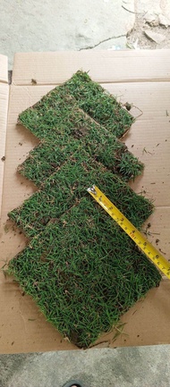 Bermuda grass 4 blocks  with soil outdoor gardening