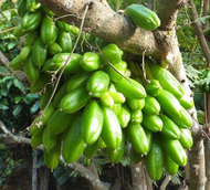 Cây khế Tàu (khế Tây) trồng chậu C10