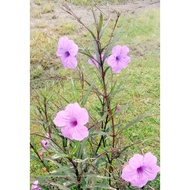 3 Keratan Batang Ruellia Tuberosa Unggu
