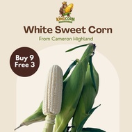 FREE 3 Cameron Highlands Fresh White Pearl Corn (Fruit Corn) Super Sweet Milky Corn Can Eat Raw Grad