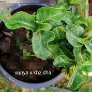 Sunya khz dha Adenium seeds from Thailand富贵花羊种子 99%dha