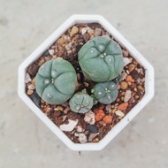 【荳荳多肉】【子吹烏羽玉】喬遷│送禮│升遷│多肉植物