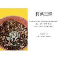 心栽花坊-特葉玉蝶(3吋)(多肉植物)售價40特價35