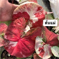 Caladium Keladi Por Keaw Jasmine Rare Thai Hybrid Live Plant Pokok Hidup