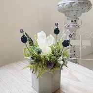 Pikmin 皮克敏 石頭皮 一起來打水晶菇吧。永生葉材微景觀小植栽