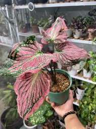 彩葉芋