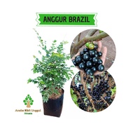 BIBIT ANGGUR BRAZIL SUPER - BIBIT ANGGUR BRAZIL CANGKOK - BIBIT ANGGUR HITAM - BIBIT ANGGUR BATANG