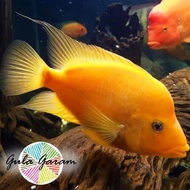 Readyyy Red Devil Cichlid Jumbo Ikan Hias Predator Hiasan Aquarium Tanaman Aquascape