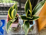 Sansevieria 虎尾蘭荷花小苗 / 全黃色邊同花墟常見金邊一樣, 但葉中心的綠是深綠色, 個人更喜歡這對比色