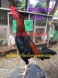 ไข่เชื้อไก่ชนก๋อยตราดง่อน พ่อพันธุ์ตามคลิป สายเลือดเงินล้าน ชุดละ 3 ฟองไข่สดเก็บทุกวัน