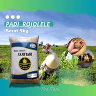 BIBIT BENIH PADI ROJO LELE SUPER ROJOLELE TERBARU 5 KG