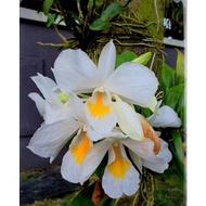 Dendrobium Formosum Alba. Spesis Dendrobium. Spesis Orkid hutan. Telor masin. Dendrobium putih