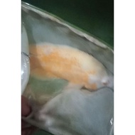 Big Thai albino TigerOSCAR