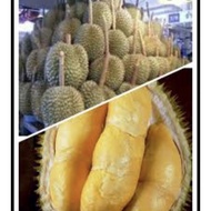 Pokok durian tangkai panjang Thai hybrid cepat berbuah