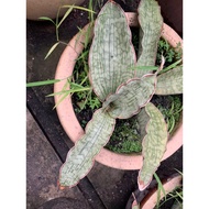 Sansevieria Bhitalae silver Blue without pot