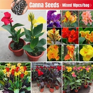 Canna Tropical Mix Flower Seed (10pcs/bag) Biji Benih Bunga Tasbih Peach Canna Plant Seed Pokok Bunga Canna Kuning Pokok