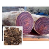 100 เมล็ด เมล็ดพันธุ์ Home Seed พะยูงไทย Siamese Rosewoodไม้เนื้อแข็ง ไม้มงคล กระยูง กะยง ขะยุง ขะยูง พยุง พะยูง แดงจีน ประดู่ลาย ประดู่เสน