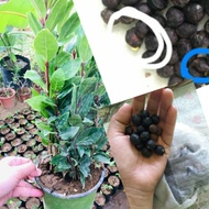 ஐ✠Laurel Bayleaf Seeds (high rate germination)