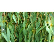 1KG WHITE LEAVES, eucalyptus leaves