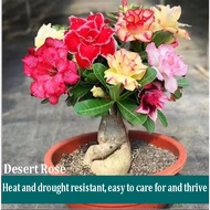 【buy1free1+free fertilzer】富贵花Desert rose seeds沙漠玫瑰种子Special Arabicum Adenium live indoor balcony cou