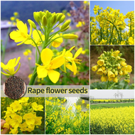 [Easy to grow in the Philippines] 150pcs Canola Flower Seeds for Gardening Bonsai Seeds for Planting Flowers Ornamental Flowering Plants Seeds Rapeseed Oil Extraction Potted Live Plants for Sale Real Plants Plant Seeds for Garden Decor buto ng bulaklak