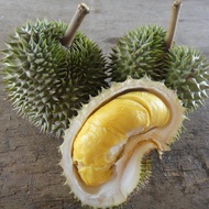 TIADA COD Anak Pokok Durian D145 (Beserah/Durian Hijau)
