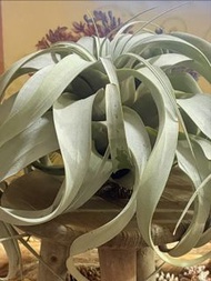 BC001 空氣草（空氣鳳梨） B4  。（#空氣鳳梨 #空氣草 #精靈 #電燙卷#大霸王#辦公室 家居 植物）