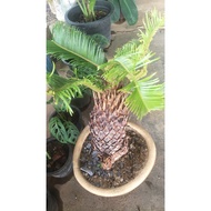 Pokok Bogak laut- Cycas rumphii