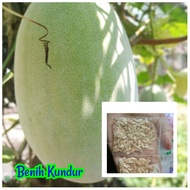 Benih Kundur/Winter melon seed (30biji)