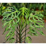 **EXTREMELY RARE* MONSTERA DELICIOUSA BURLE MARX FLAME (READY STOCK)