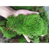 lumut hidup/mos hutan/lumut hutan