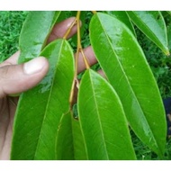 🍀 Daun Pokok Durian Belanda Baik Untuk Pesakit Diabetes, Membantu Cegah Simptom Fibromyalgia dan Perubatan Tradisional 🍀