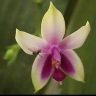 Anggrek Bulan Phalaenopsis Bellina (Remaja)
