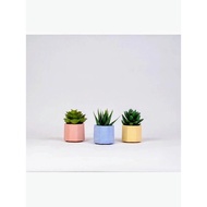 Bity POT MINI WHITE + SUCCULENT CACTUS MINI | MINI POT HOME DECORATION POT | Wedding souvenirs