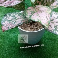 ~ Bibit Tanaman Hias Aglonema Lady Valentine Pink Real Plant