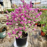 【TW668】 Texas Sage pokok hidup hiasan  ❤️红花玉芙蓉 Leucophylum frutescens live plant|pokok tahan panas