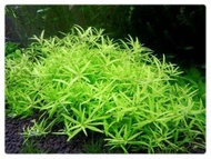 limnophila mini vietnam tanaman 20btg. tanaman aquascape, tanaman air  tanaman hias, tanaman aquarium