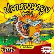 ปลาหางนกยูง(Guppy) สุ่มสีสุ่มลาย