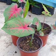 Red Blood* Anak Pokok* Pokok Keladi* Caladium* Indoor/Outdoor Plant* Live Plant