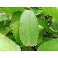 Pokok Herba Setawar kampung/Kalanchoe pinnata/Life plant