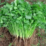 Coriander / Cilantro Seeds Pack (800 Seeds) - Fresh Aromatic Herb Seeds