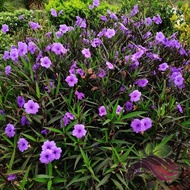 [Flower] Ruellia Wild Petunia Mexican Petunia Purple Flower by LS group
