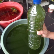 Chlorella / green water chlorella