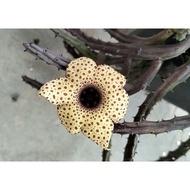 huernia hislopi asclepiadacaea