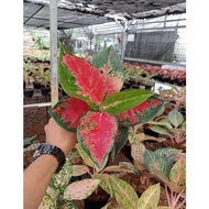 Aglaonema Suksom