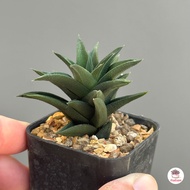 ฮาโวเทีย ทอร์ทูซ่า Haworthia Viscosa var. tortuosa ไม้อวบน้ำ กุหลาบหิน cactus&amp;succulentหลากหลายสายพันธุ์