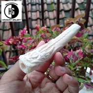 pipa once cangklong tulang iga duyung ukir naga D868