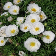 20 เมล็ดพันธุ์ เมล็ด คุณนายตื่นสาย หรือ แพรเซี่ยงไฮ้ Portulaca grandiflora Seed อัตราการงอก 80-85%