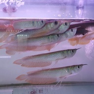 ikan arwana silver brazil