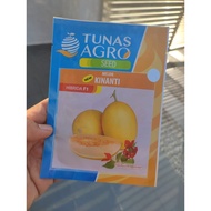 Golden Melon Kinanti